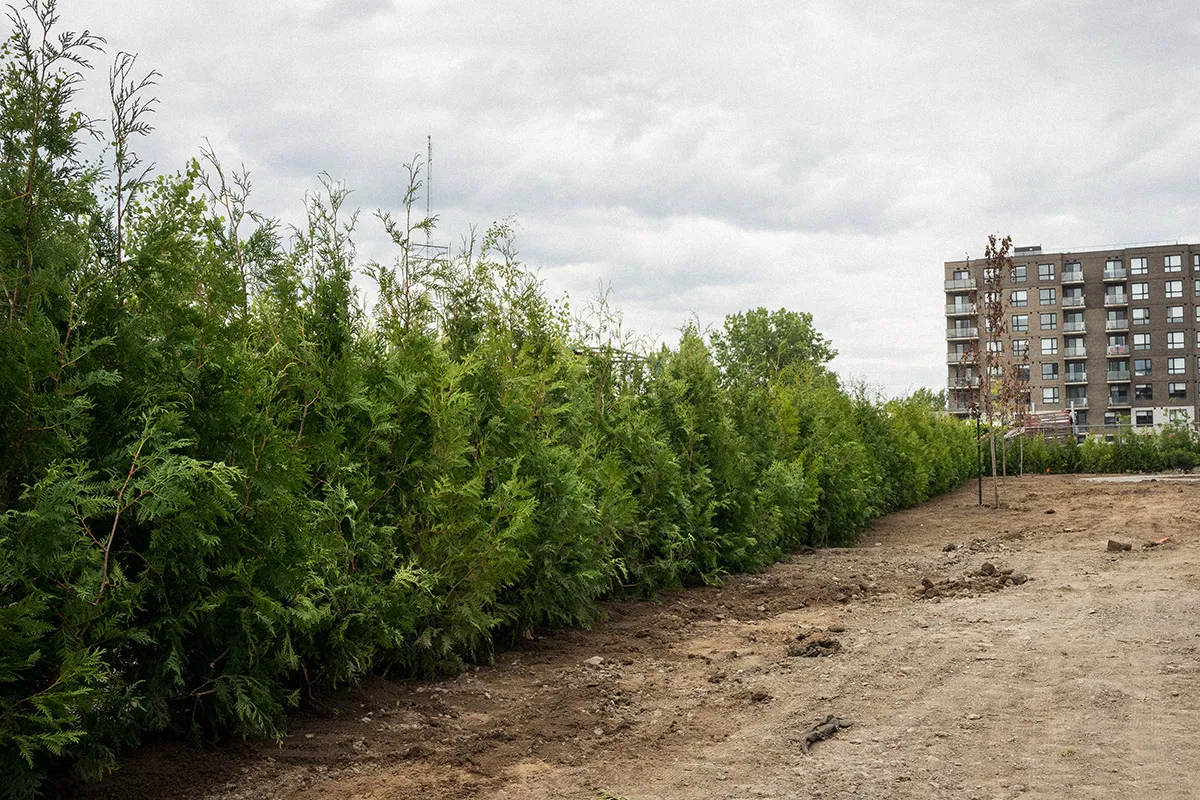 Plantation haie de cèdre Boisbriand