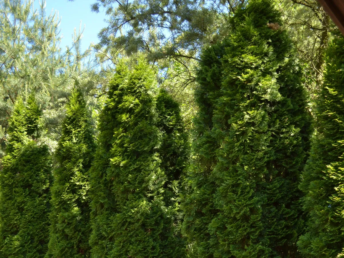 Plantation haie de cèdre Boisbriand