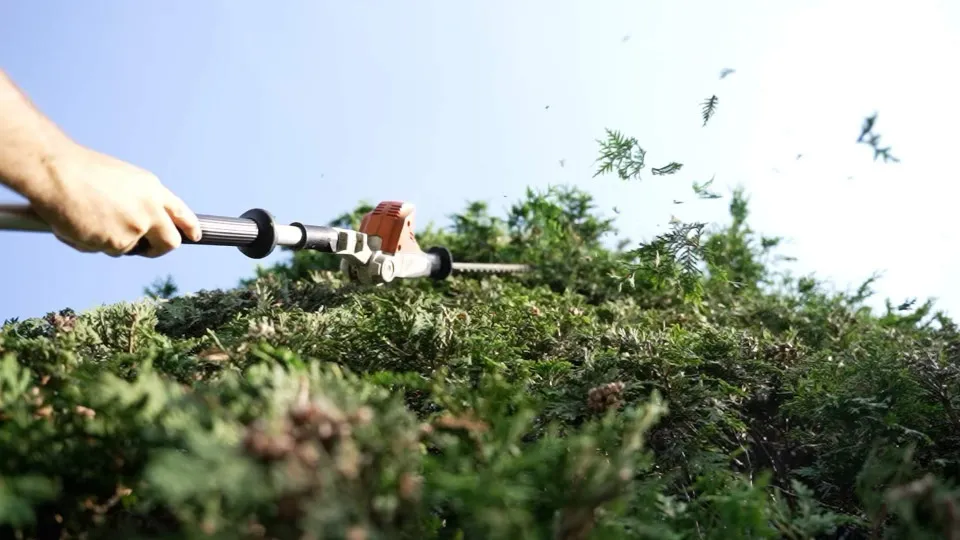 Hedge trimming Mirabel Saint-Jérôme Blainville