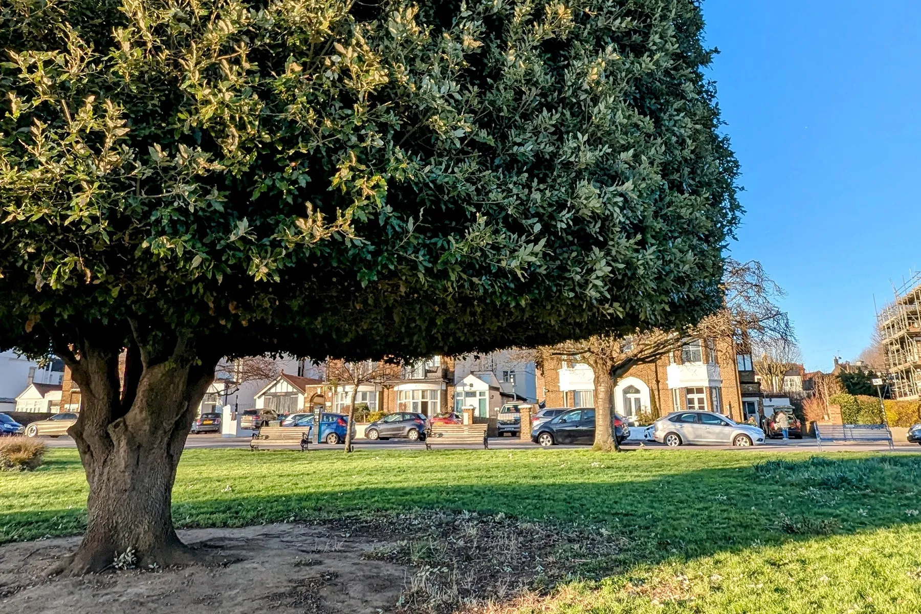 Service d’entretien d’arbres<