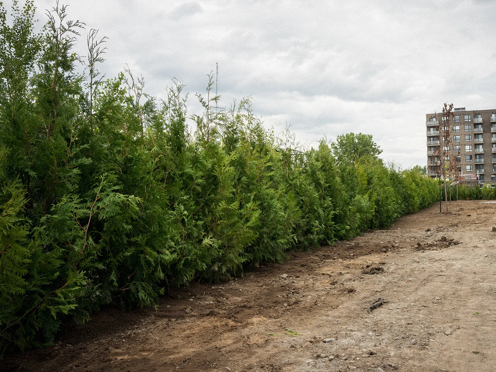 Balai mécanique Mirabel