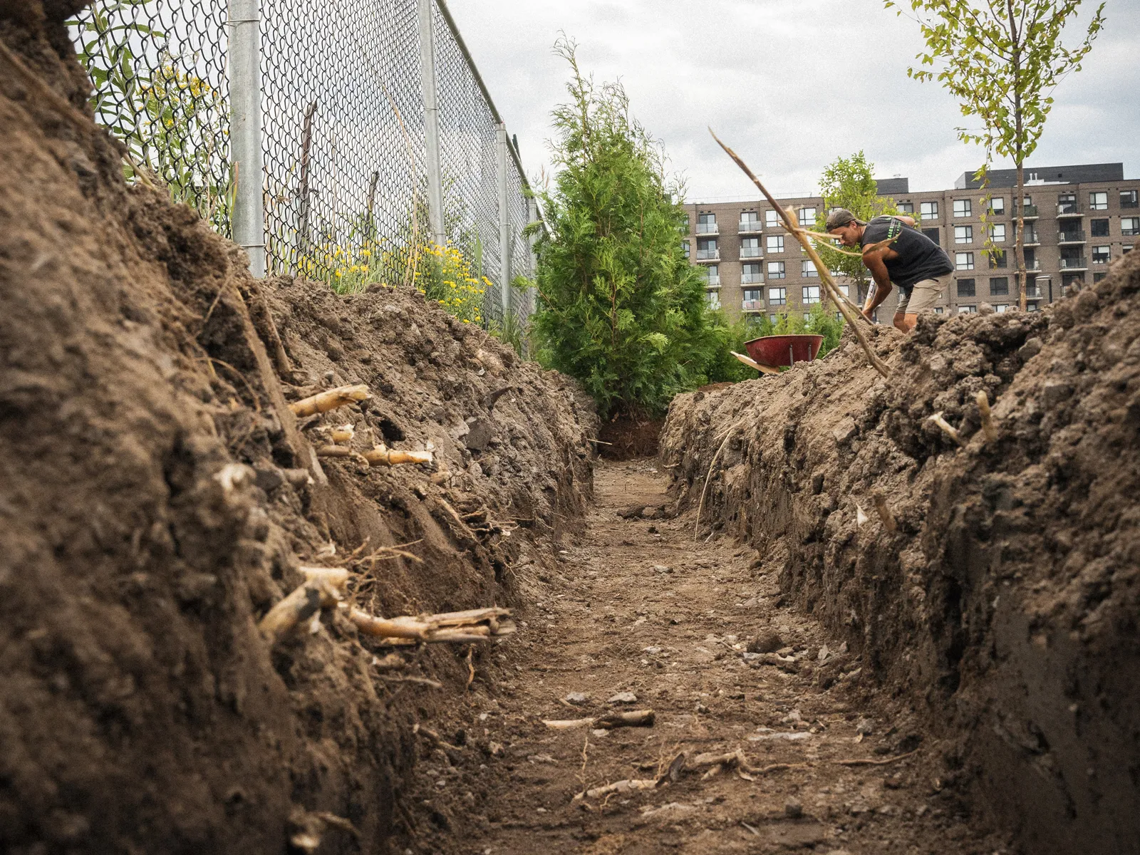 hedge planting Mirabel Saint-Jérôme Blainville
