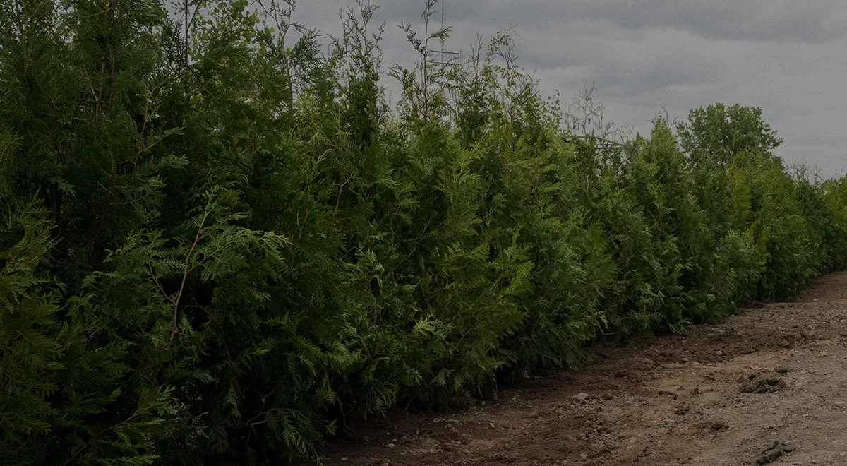 Plantation de haies de cèdres