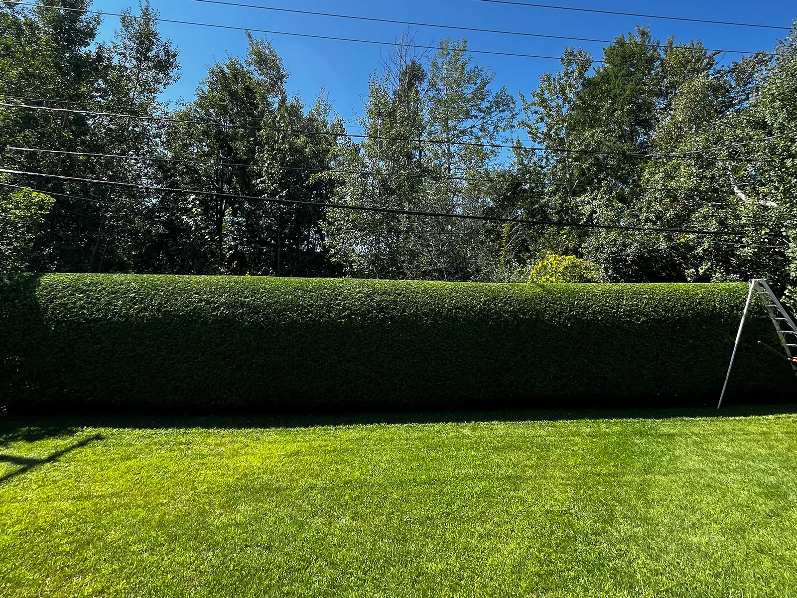 Hedge trimming Mirabel Saint-Jérôme Blainville