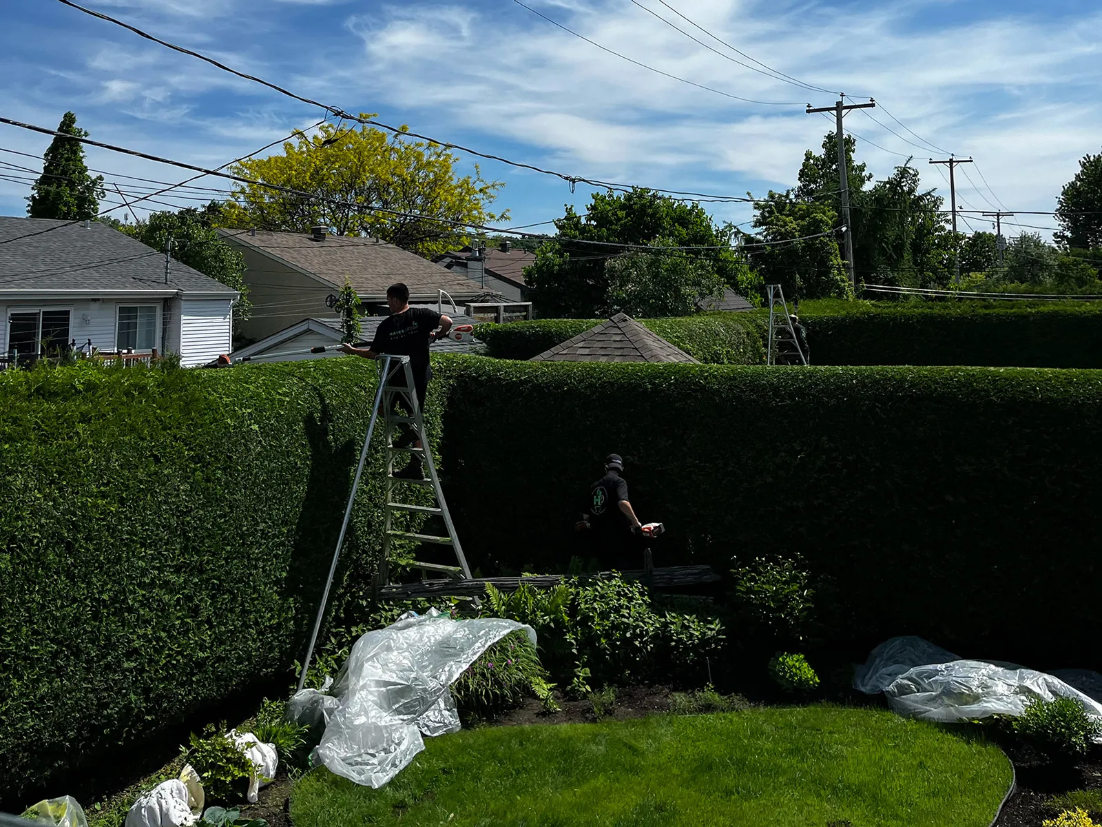 Hedge trimming Mirabel Saint-Jérôme Blainville